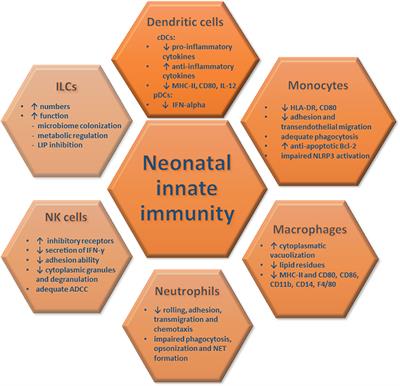 Advantages and Limitations of the Neonatal Immune System